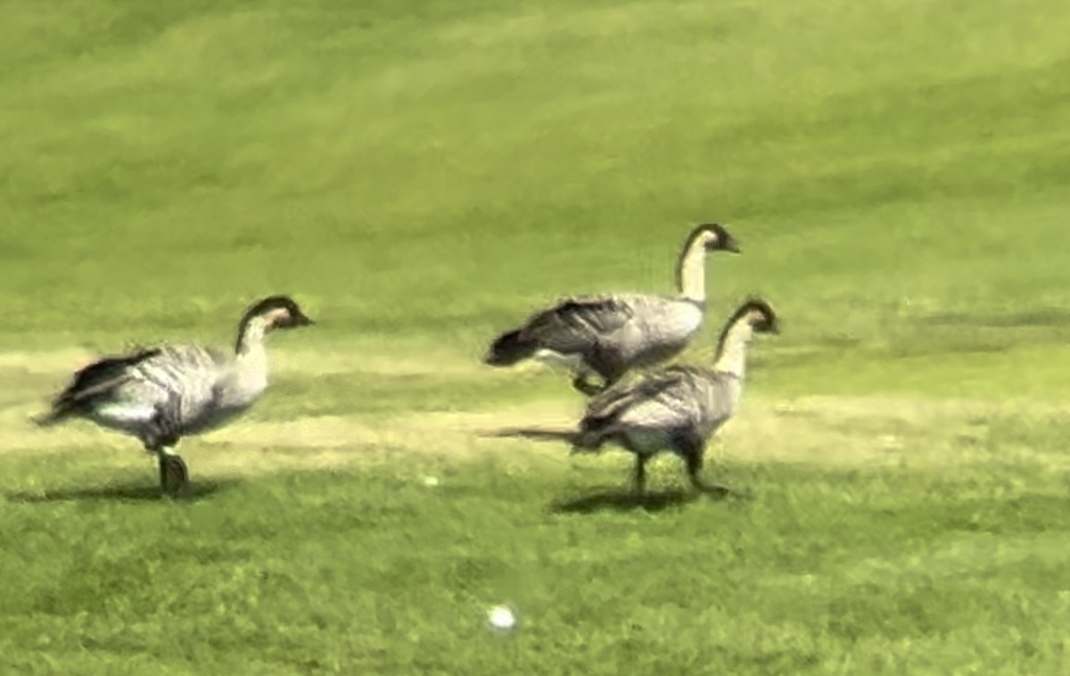 Hawaiian Goose - ML620197042