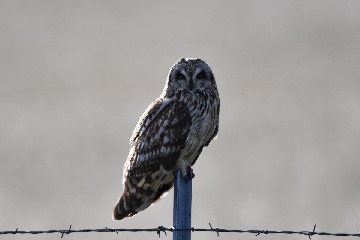 Short-eared Owl - ML620197044
