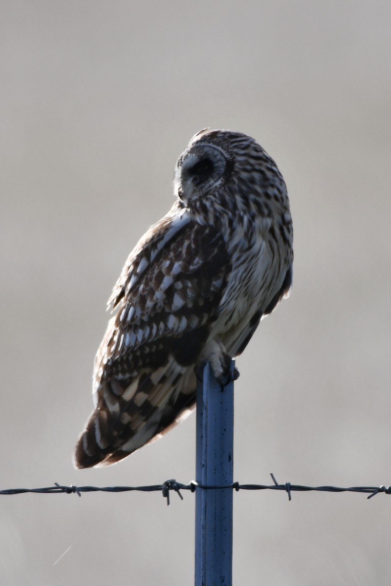 Short-eared Owl - ML620197045