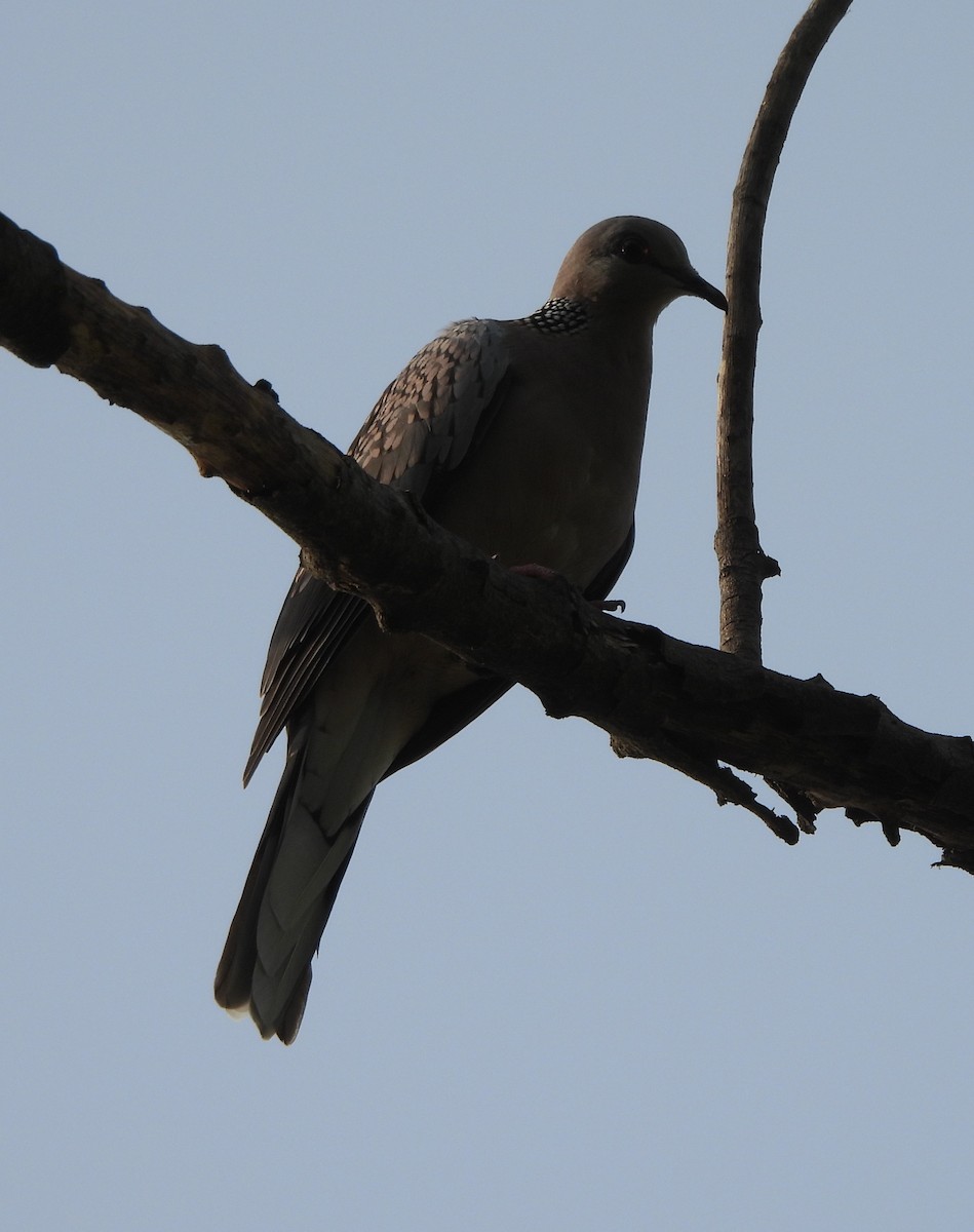 Spotted Dove - ML620197050
