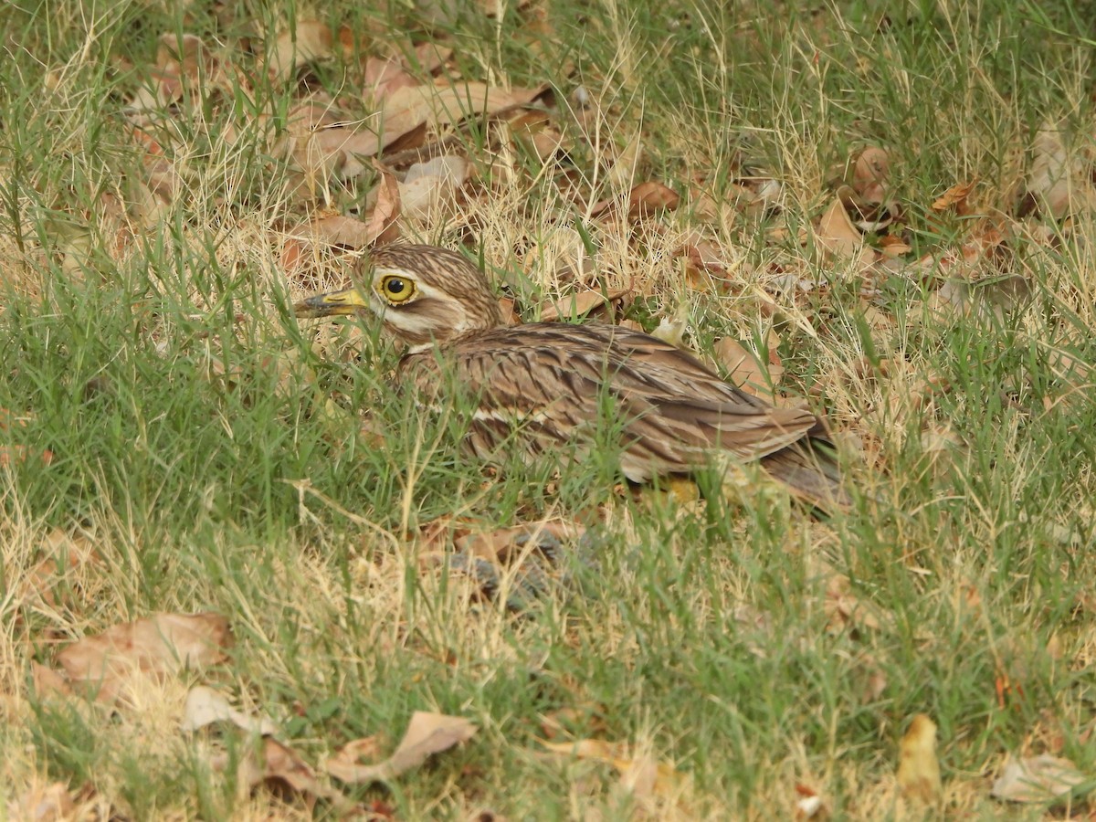 Indian Thick-knee - ML620197052