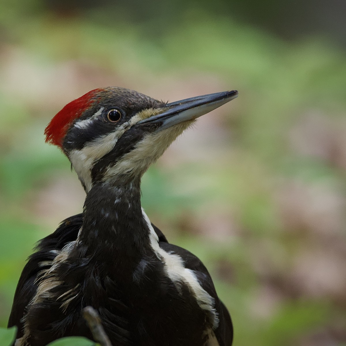 Pileated Woodpecker - ML620197056