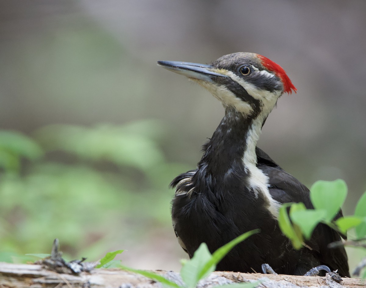 Pileated Woodpecker - ML620197058