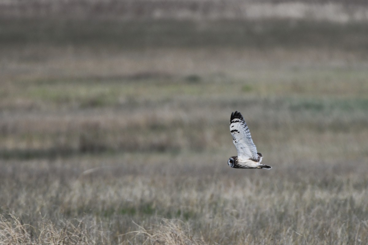 Short-eared Owl - ML620197059