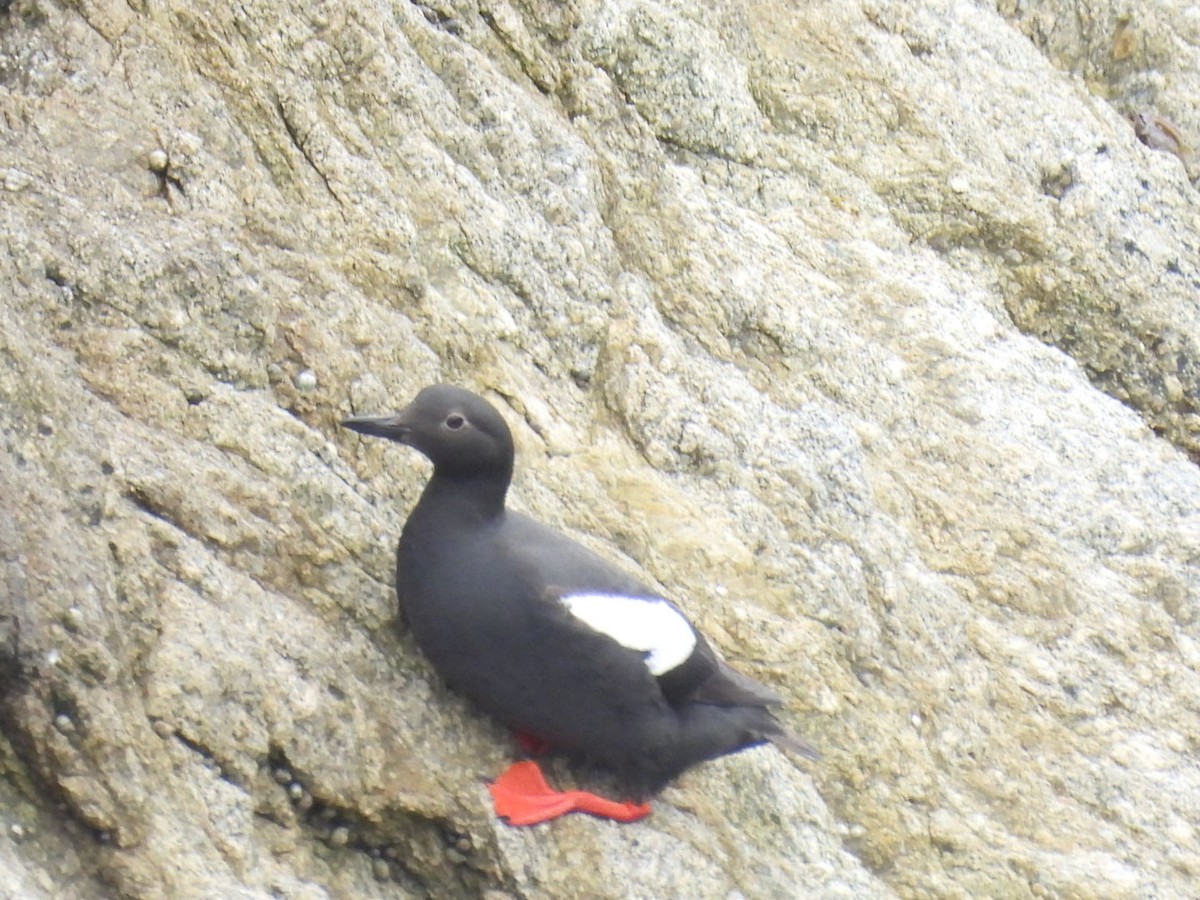 Pigeon Guillemot - ML620197063