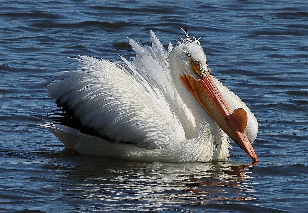 American White Pelican - ML620197072