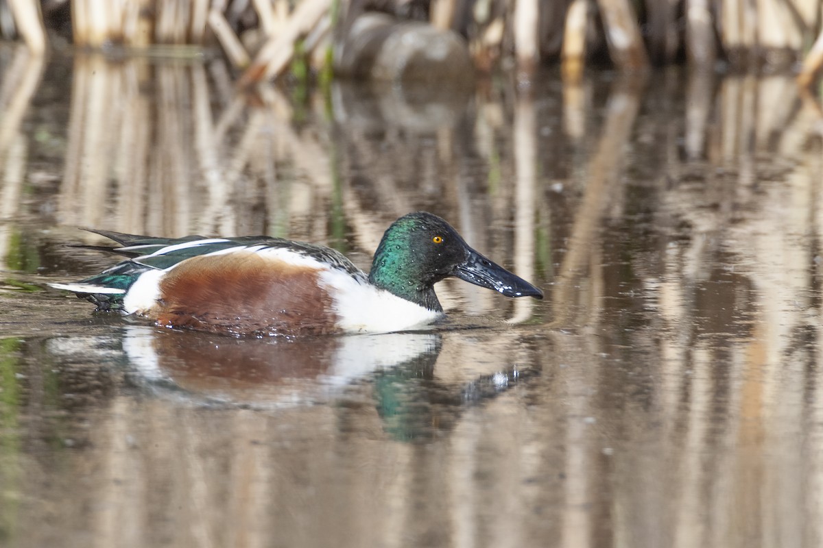 Canard souchet - ML620197074