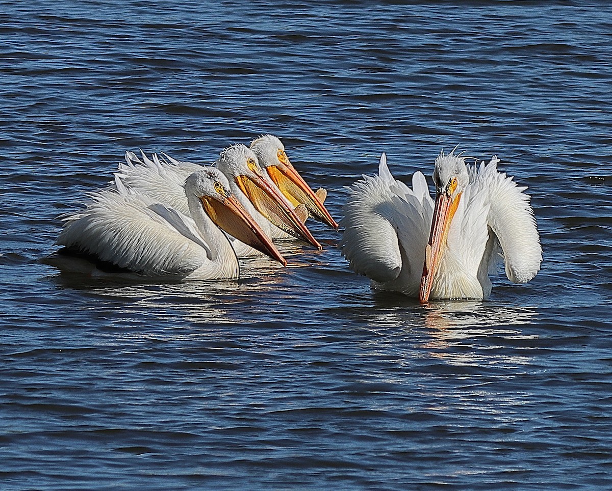 pelikán severoamerický - ML620197089
