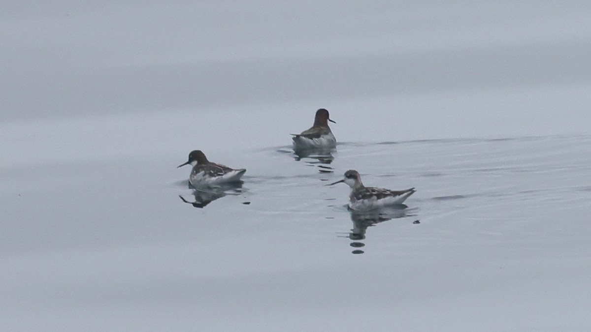 Phalarope à bec étroit - ML620197123