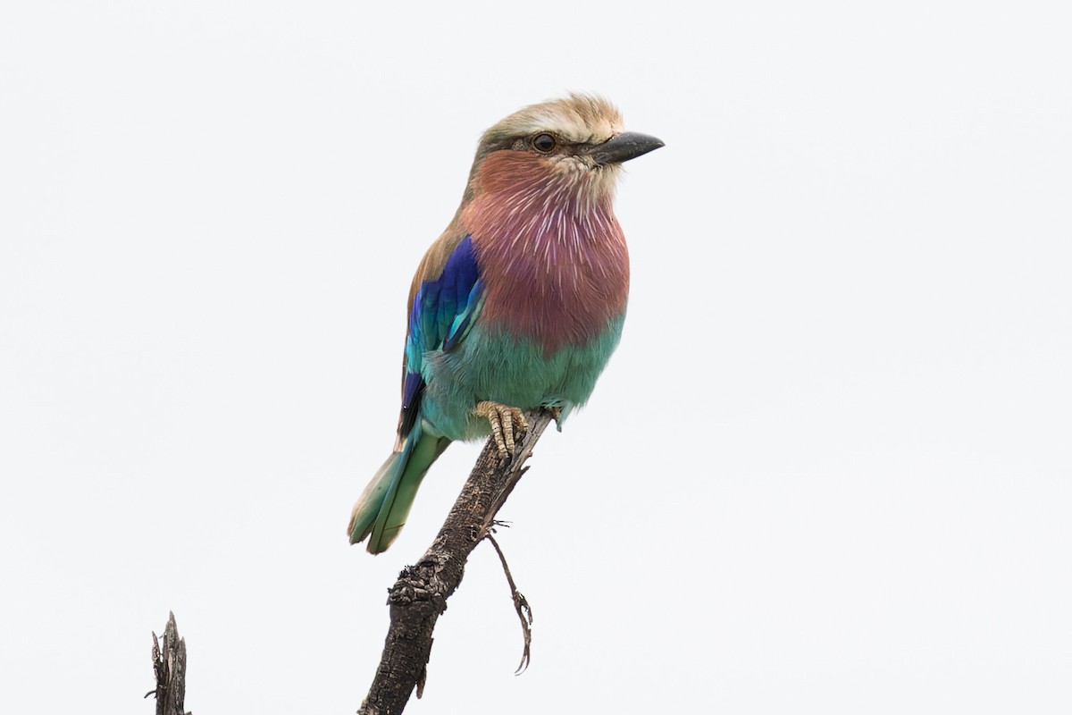 Lilac-breasted Roller - ML620197126