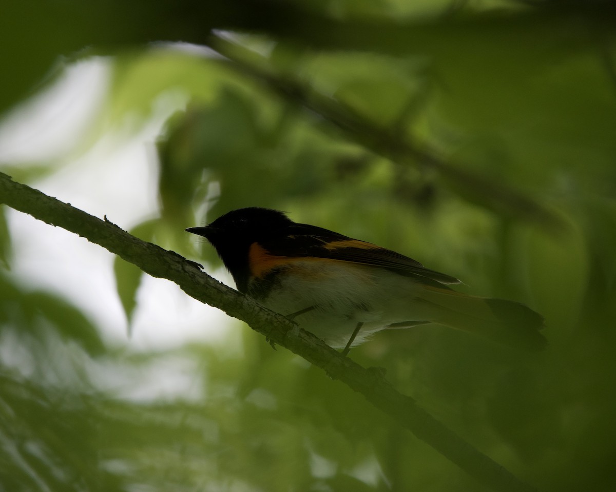 American Redstart - ML620197131