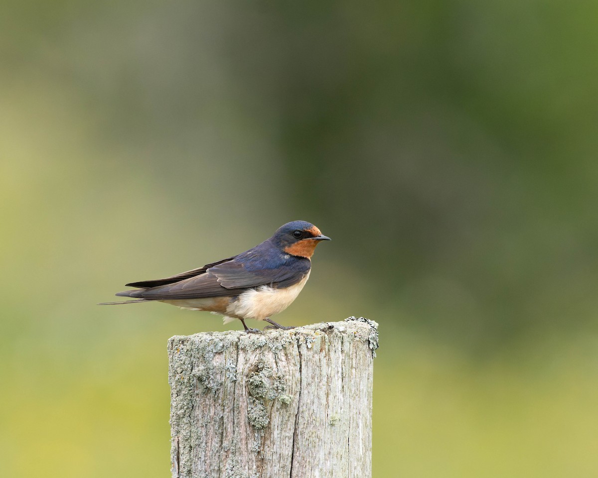 Barn Swallow - ML620197134