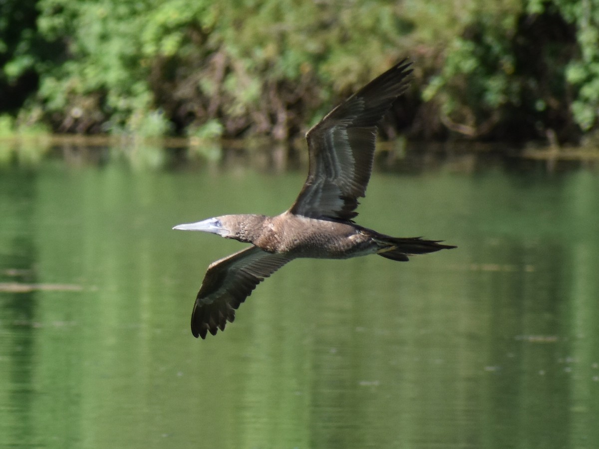 Brown Booby - ML620197159