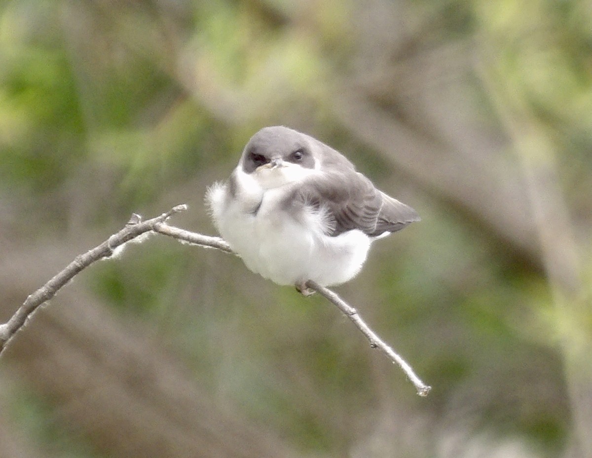 Tree Swallow - ML620197161