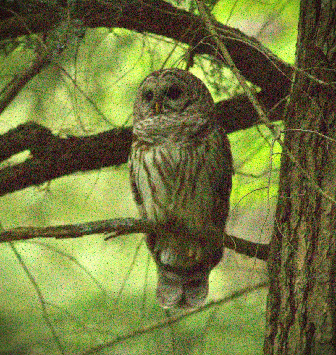 Barred Owl - ML620197168