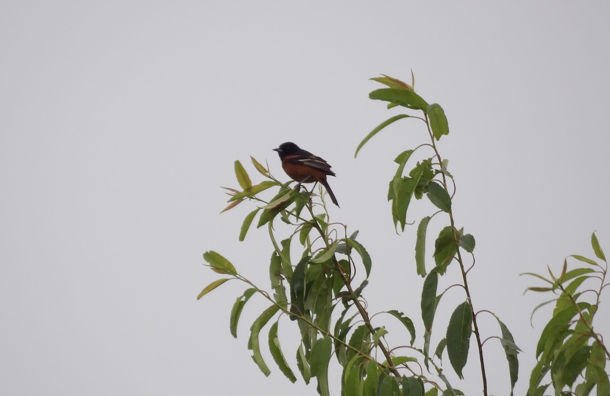 Orchard Oriole - ML620197176