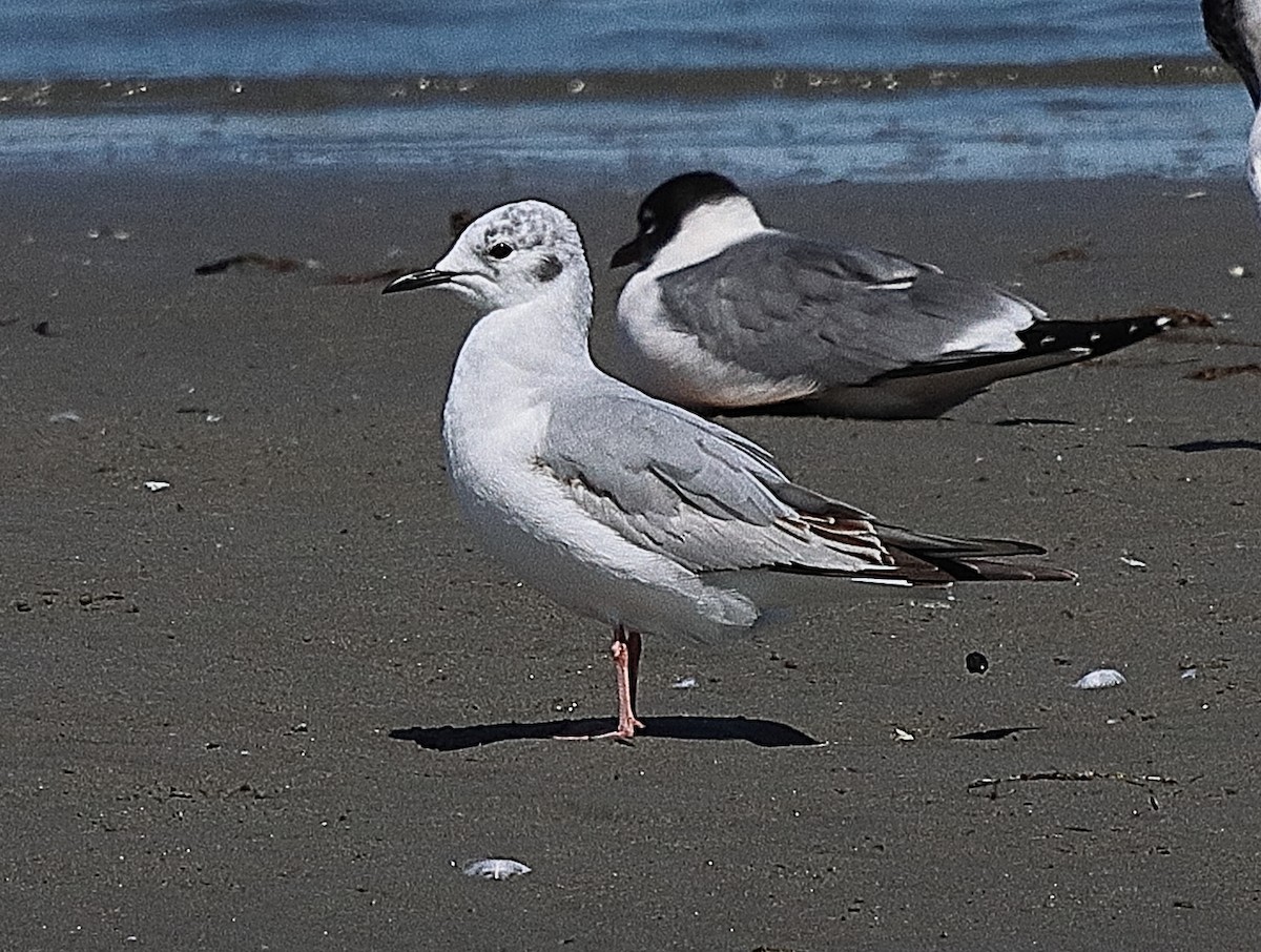 Bonaparte's Gull - ML620197180