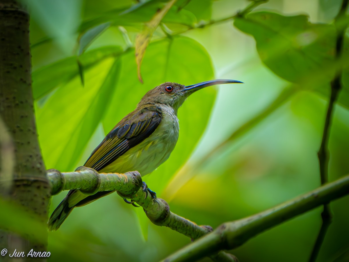 Orange-tufted Spiderhunter - ML620197184