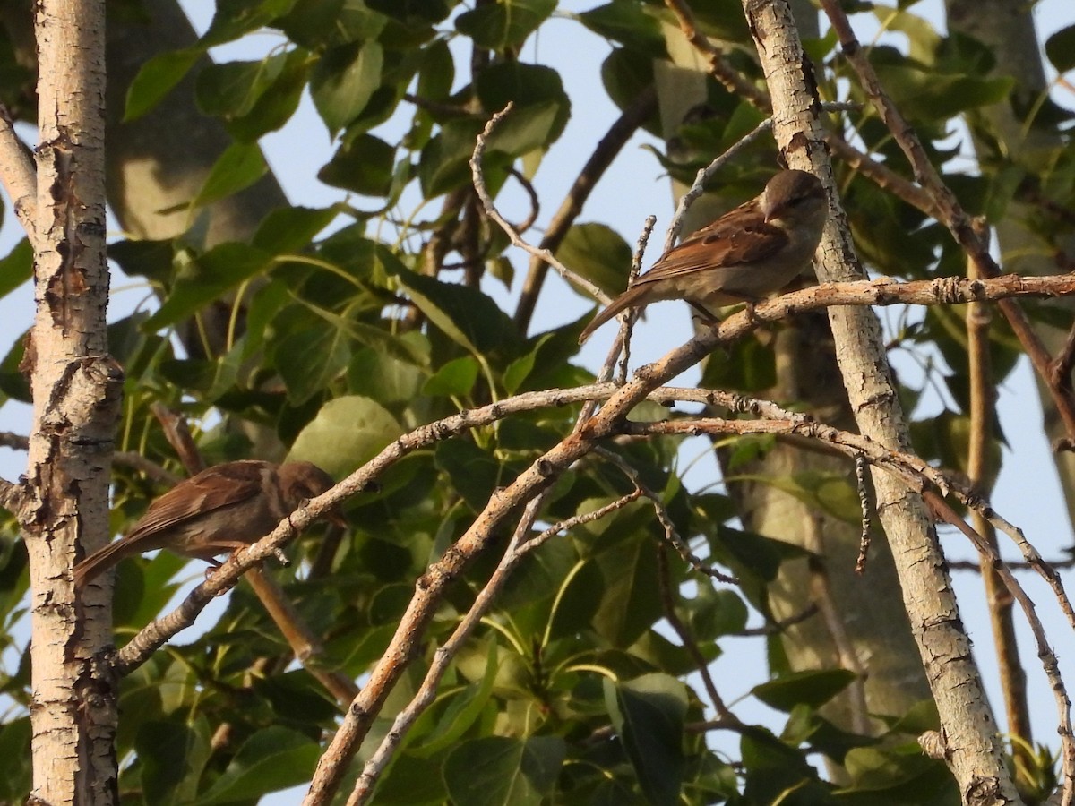 House Sparrow - ML620197185