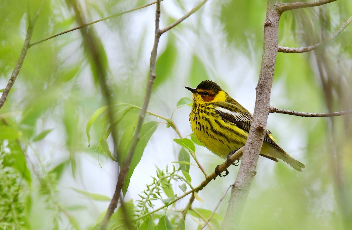 Cape May Warbler - ML620197189