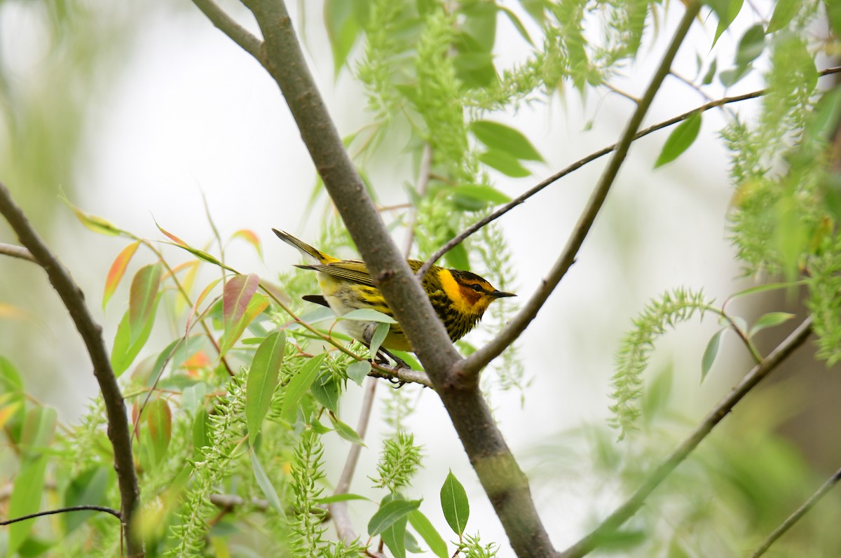 Cape May Warbler - ML620197192