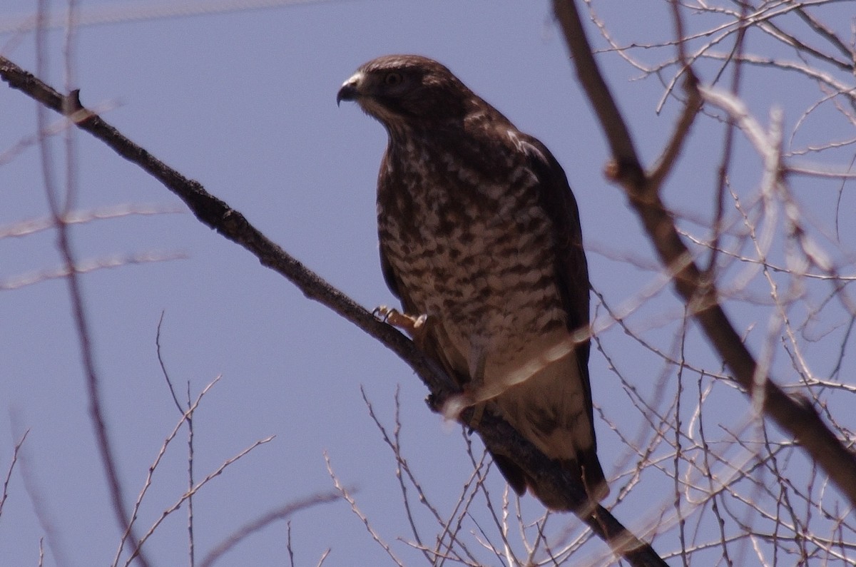 Broad-winged Hawk - ML620197193