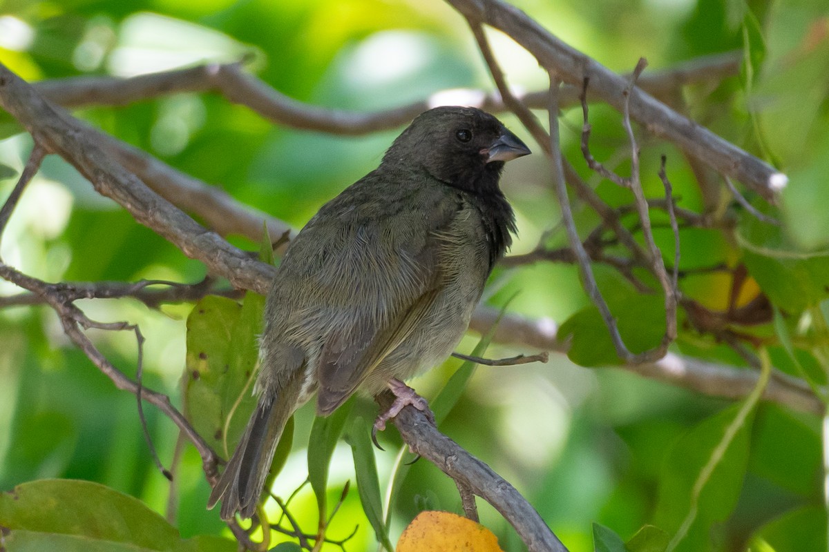 Black-faced Grassquit - ML620197199