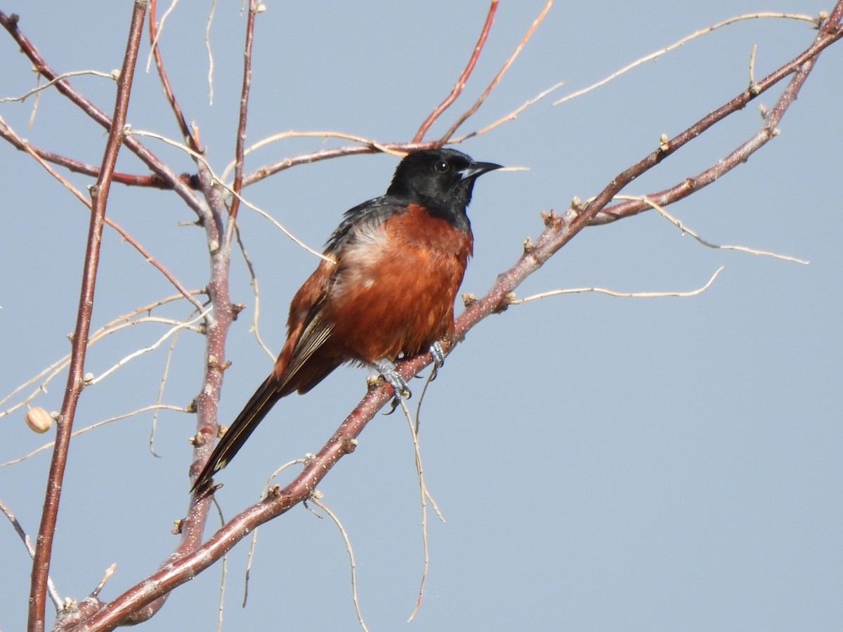 Orchard Oriole - ML620197201