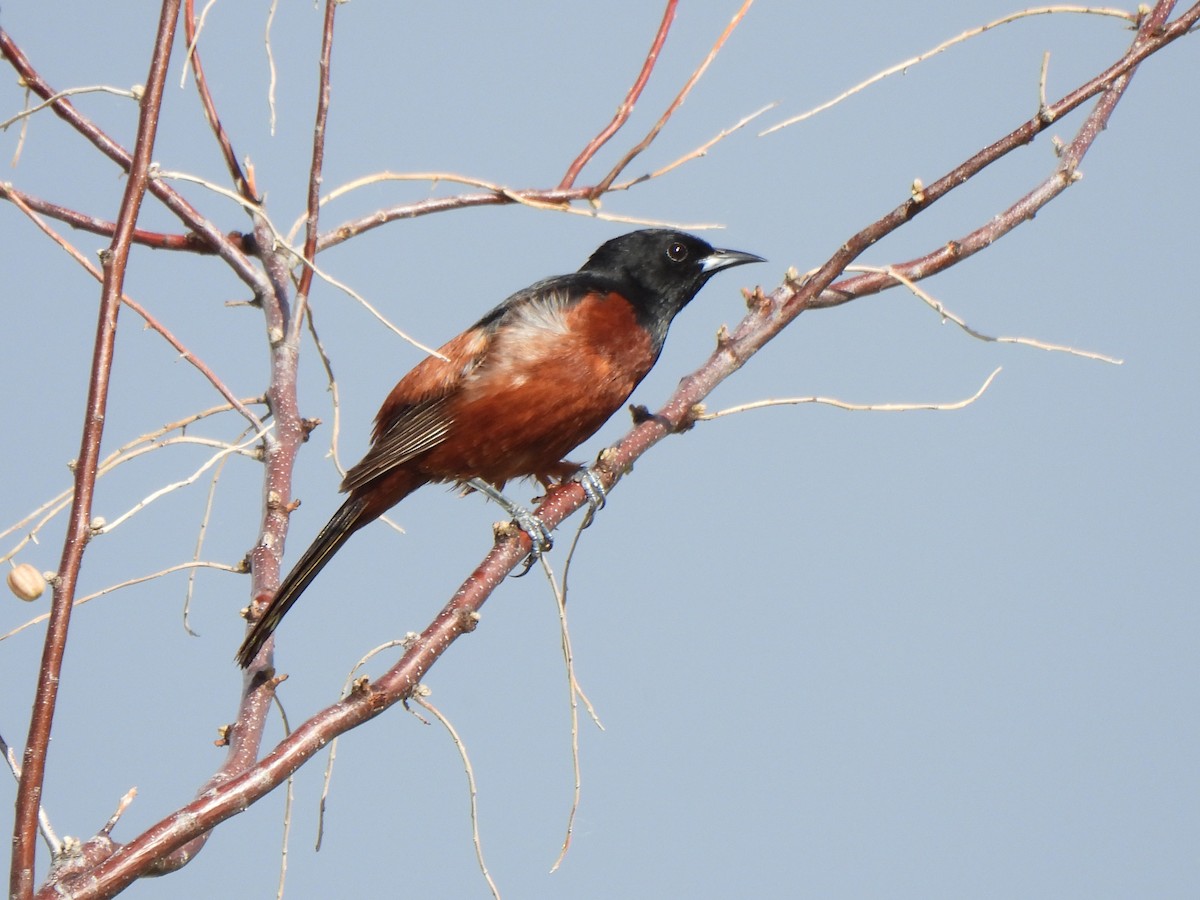 Orchard Oriole - ML620197202