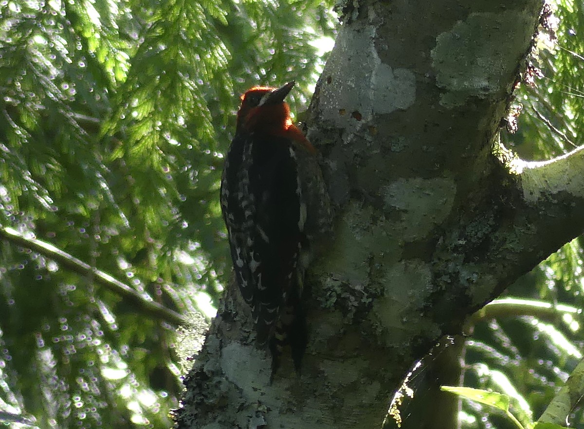 Red-breasted Sapsucker - ML620197207