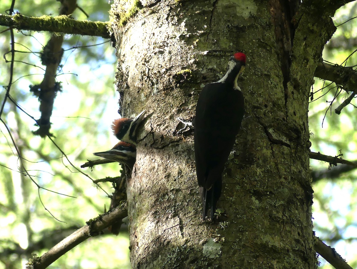 Pileated Woodpecker - ML620197216