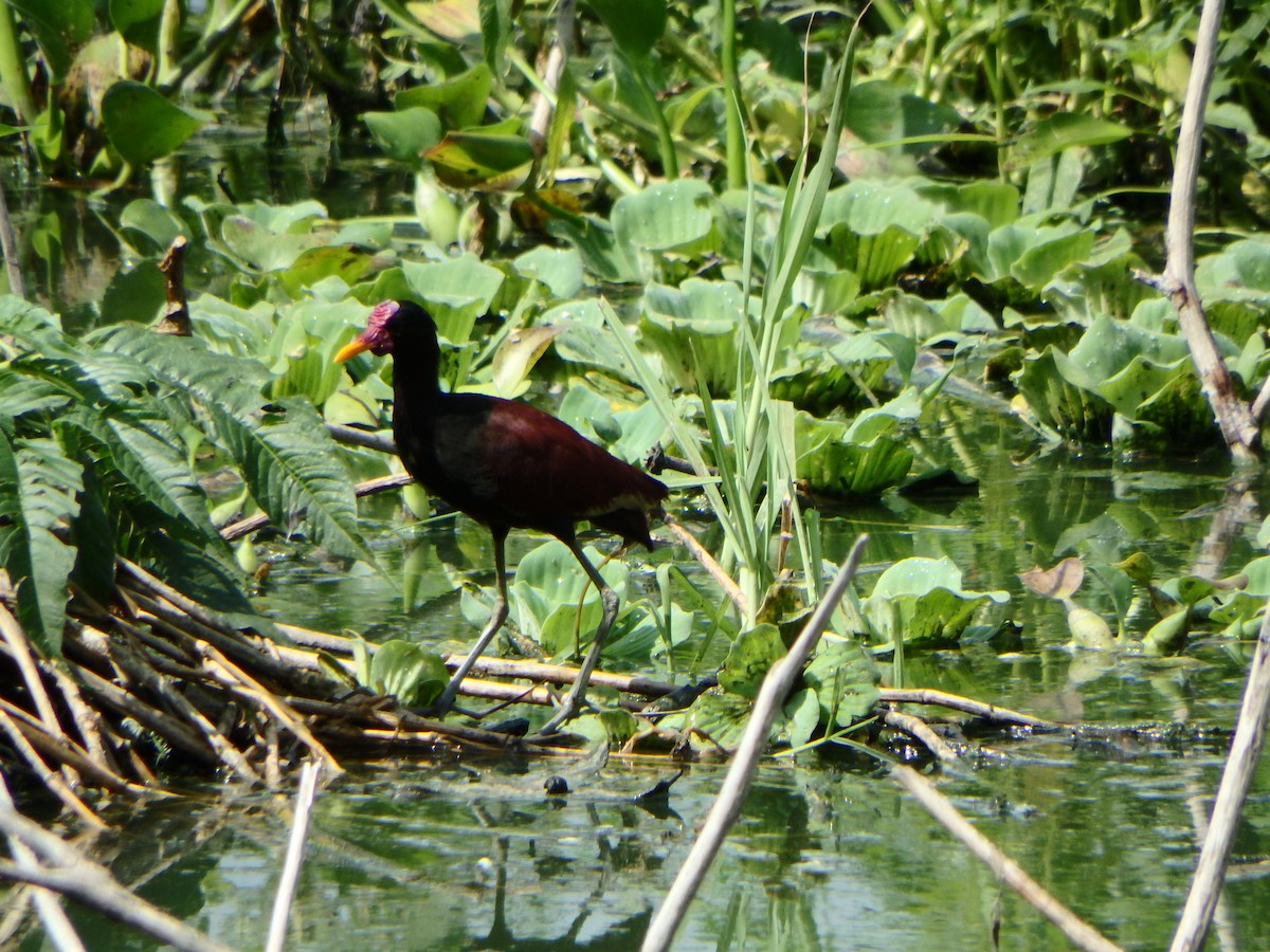 Wattled Jacana - ML620197219