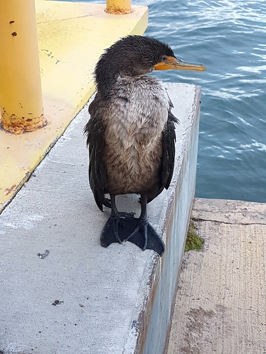 Double-crested Cormorant - ML620197220