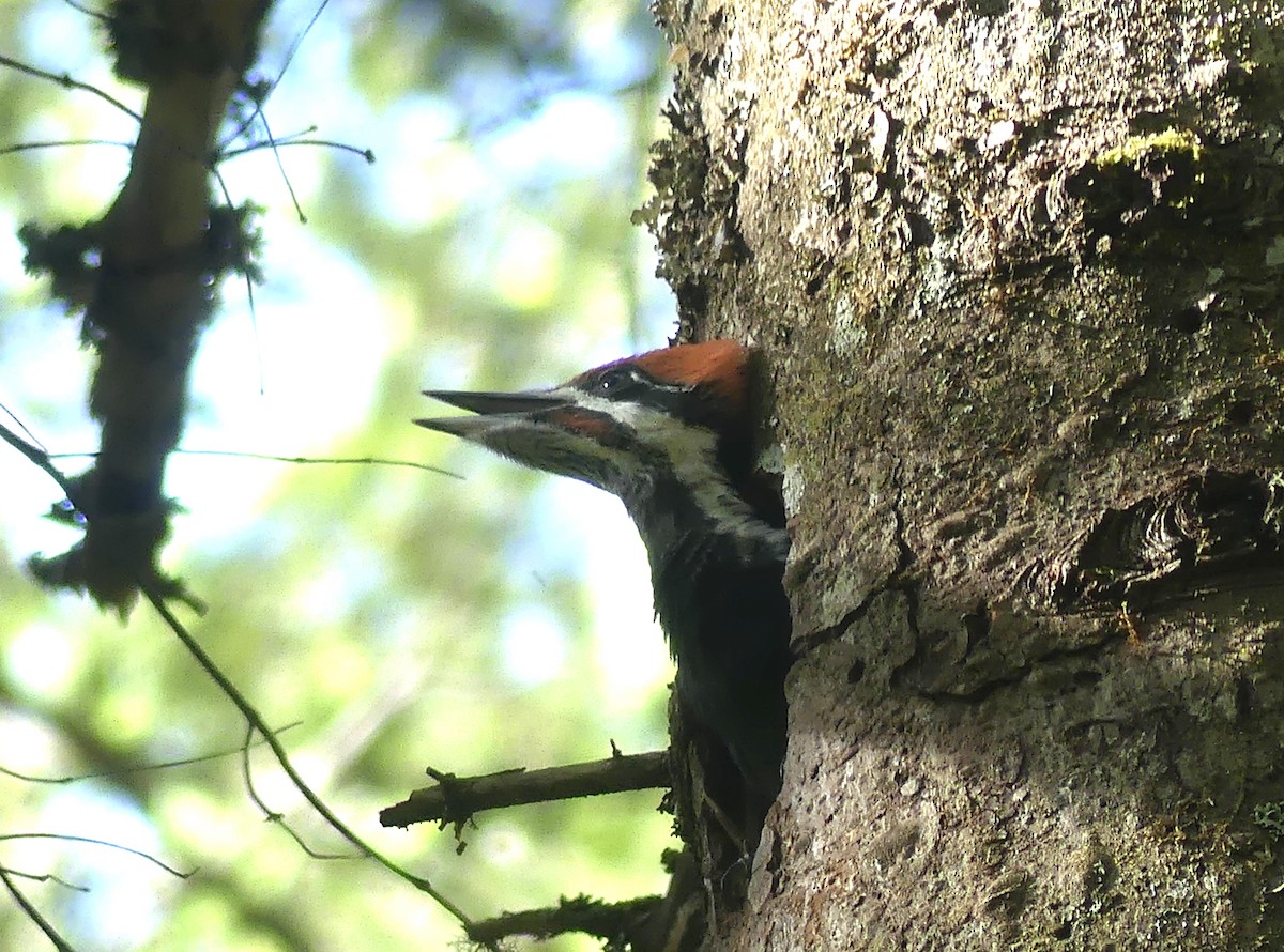 Pileated Woodpecker - ML620197221