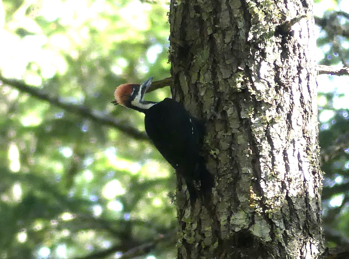 Pileated Woodpecker - ML620197229