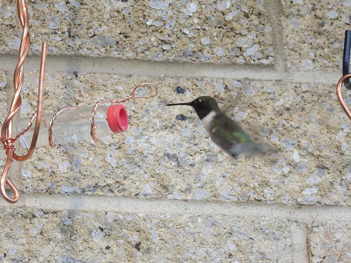 Black-chinned Hummingbird - ML620197231