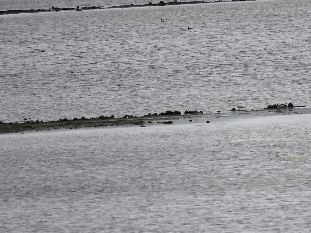 Common Tern - ML620197233