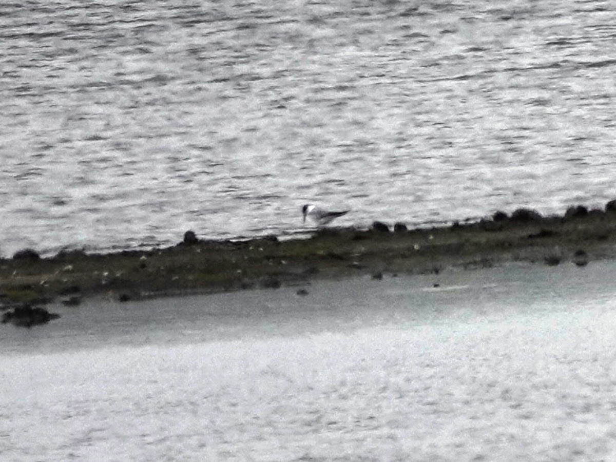 Common Tern - ML620197236