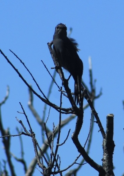 Gray Catbird - ML620197240