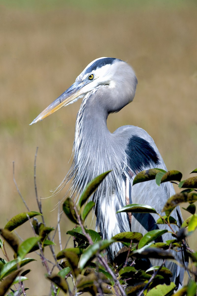 Garza Azulada - ML620197242