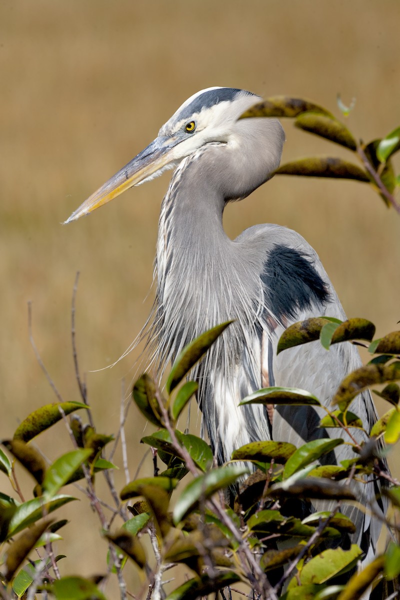 Great Blue Heron - ML620197243