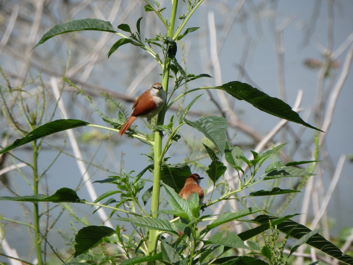 Yellow-chinned Spinetail - ML620197252