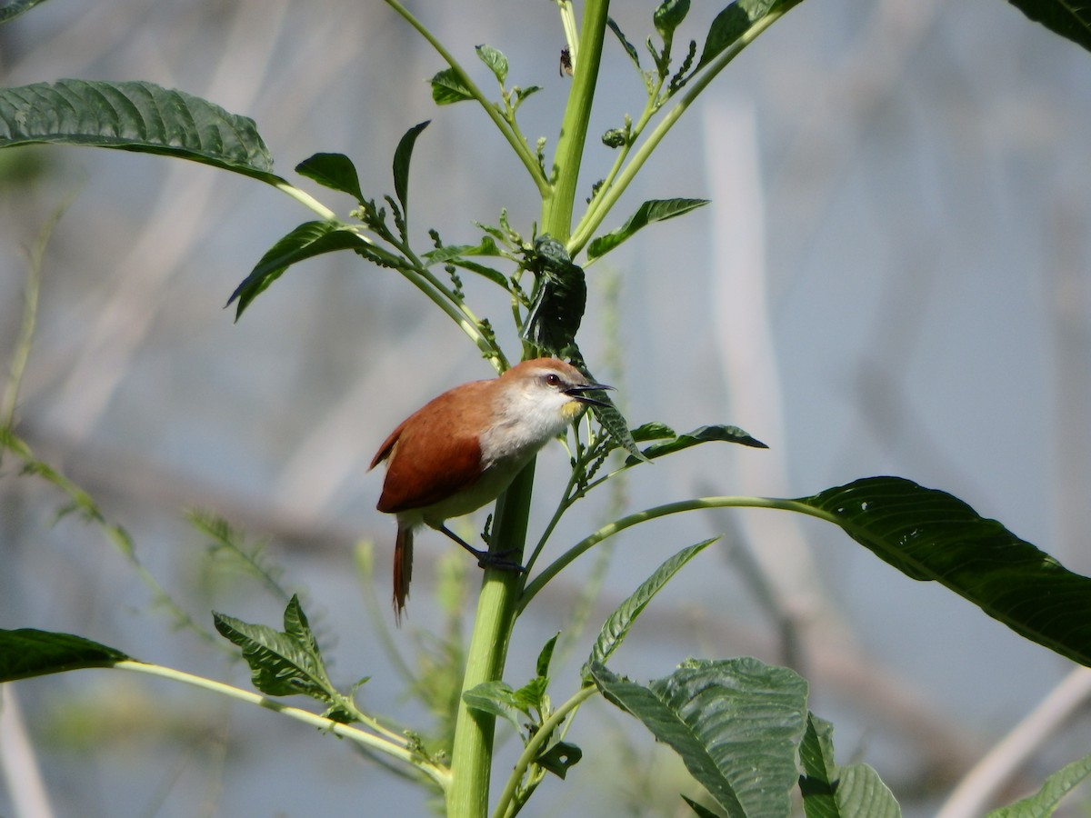 Yellow-chinned Spinetail - ML620197253