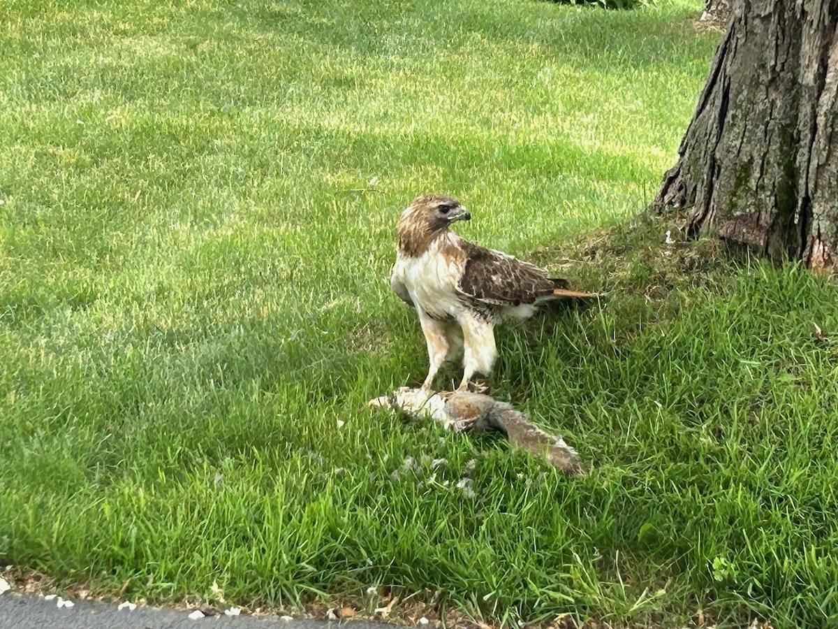 Red-tailed Hawk - ML620197254