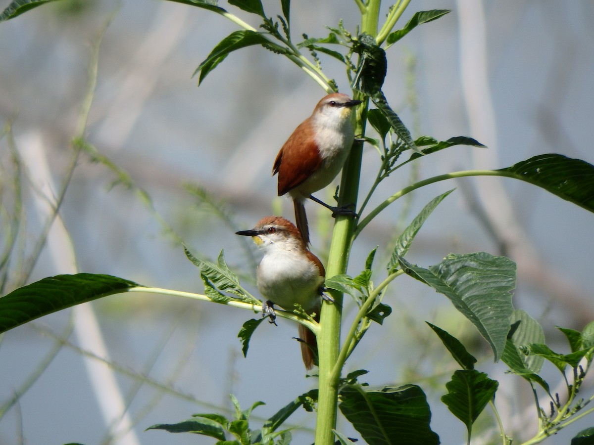 Yellow-chinned Spinetail - ML620197256