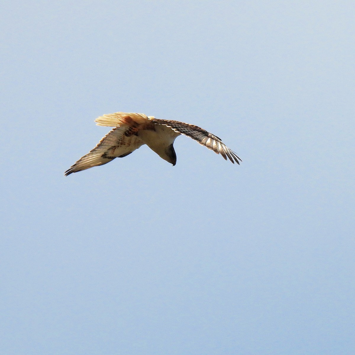 Königsbussard - ML620197257