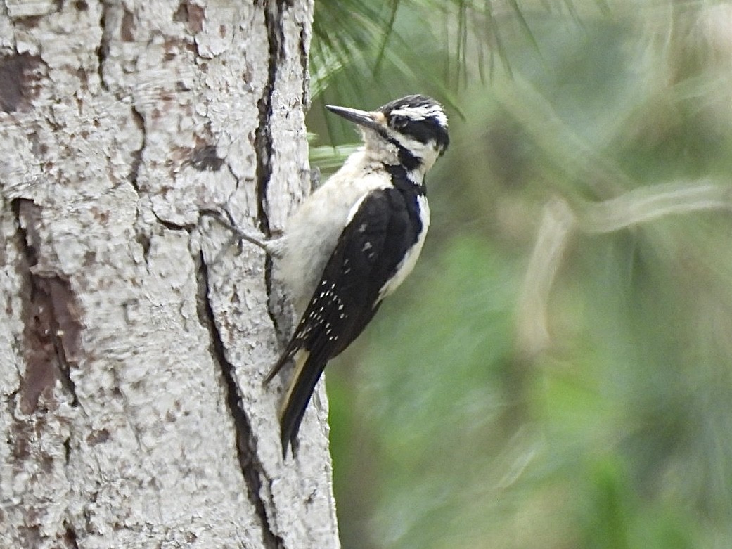 Hairy Woodpecker (Pacific) - ML620197262