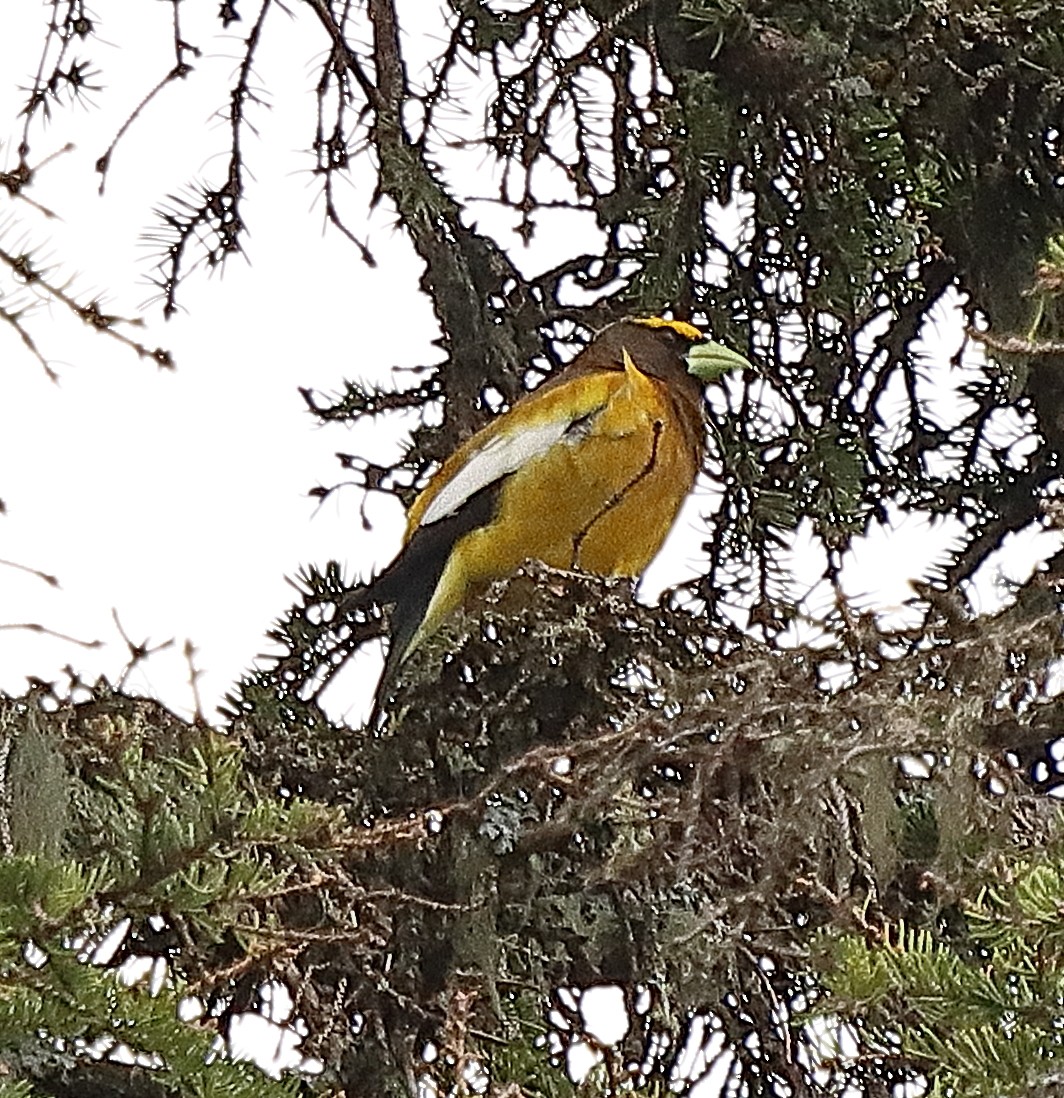 Evening Grosbeak - ML620197285