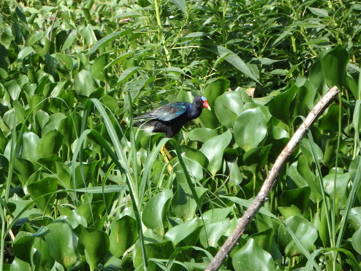 Purple Gallinule - ML620197287