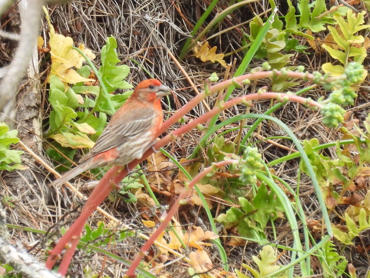 House Finch - ML620197290